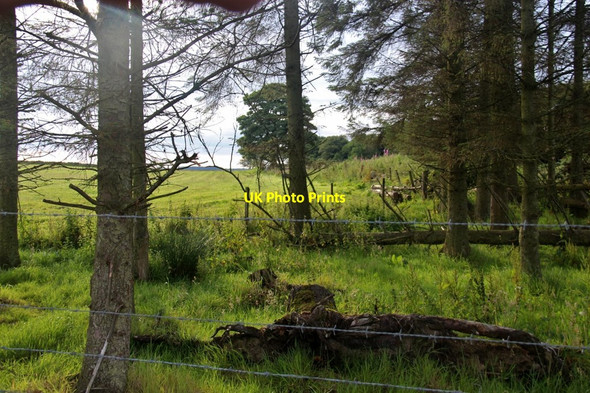 Photo 6"x4" Tree shelter at field corner Sittyton c2017