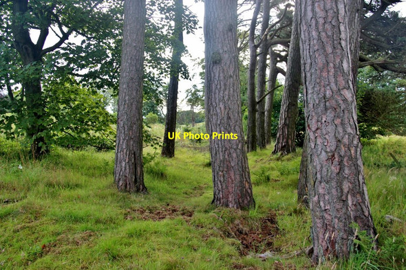 Photo 6"x4" Conifers in Middleton Wood Sittyton c2017