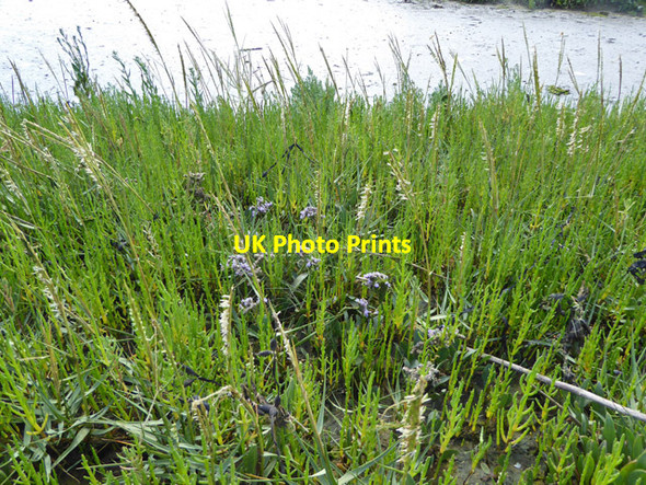 Photo 6"x4" Salt marsh flora North Fambridge c2017