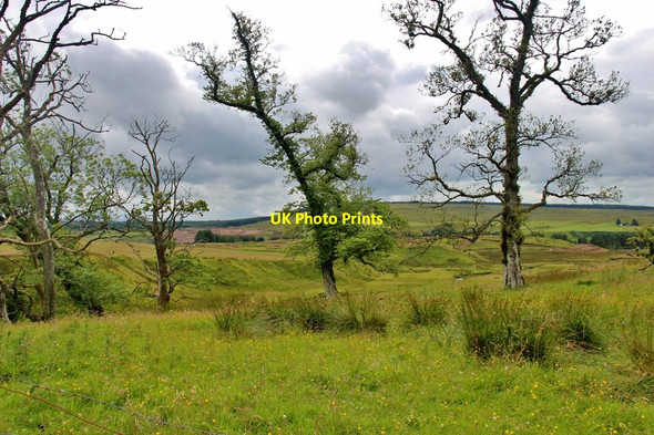 Photo 6"x4" Trees edge the valley of Hall's Burn Drumclog c2017