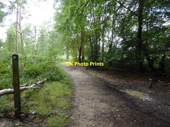 Photo 6"x4" Serpent Trail heads west through Ridge Plantations Haslemere c2017
