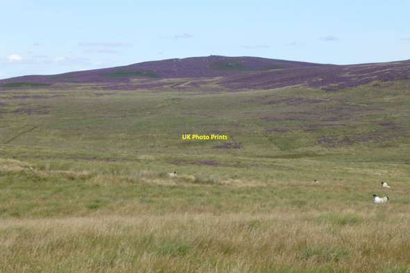 Photo 6"x4" View north east from Landshot Hill Elsdon\/NY9393 c2017