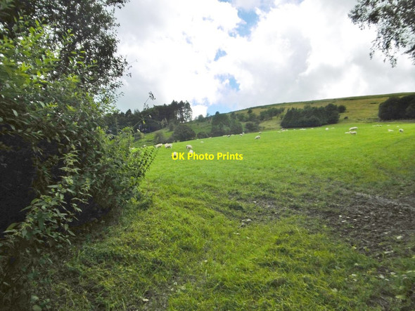 Photo 6"x4" Pentre, sheep grazing Llanarmon Dyffryn Ceiriog c2017