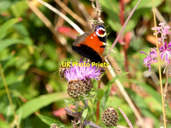 Photo 6"x4" Peacock butterfly (and honey bee) on a Knapweed flower Low Coniscliffe c2017