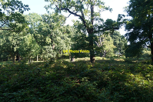 Photo 6"x4" Woodland near the Queen's Road entrance, Richmond Park  Kingston Upon Thames c2017