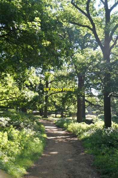 Photo 6"x4" Woodland near the Queen's Road entrance, Richmond Park Kingston Upon Thames c2017 P1