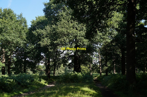 Photo 6"x4" Path near the Ladderstile Gate, Richmond Park Kingston Upon Thames c2017