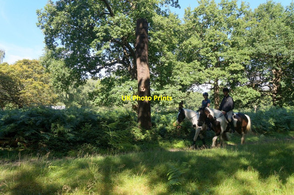 Photo 6"x4" Horseriders in Richmond Park Kingston Upon Thames c2017