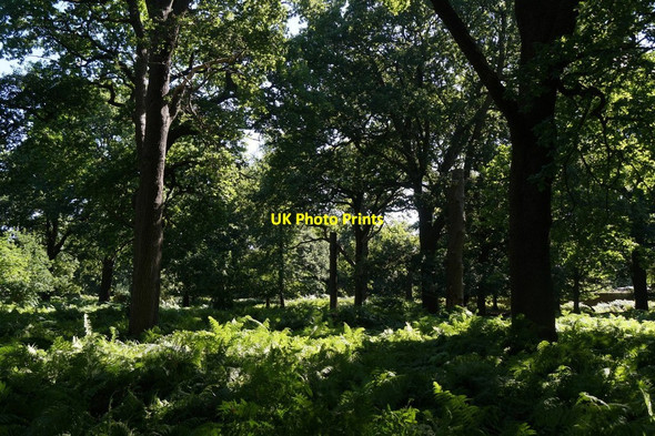 Photo 6"x4" Woodland near Ladderstile Gate, Richmond Park Kingston Upon Thames c2017