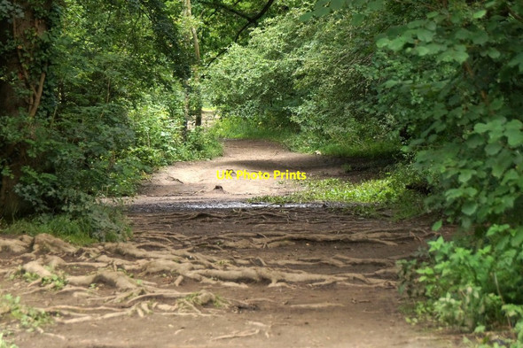 Photo 6"x4" Path to the stepping stones at Box Hill Dorking c2017