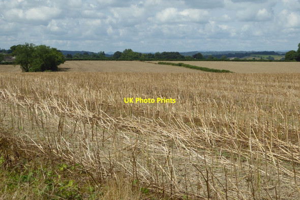 Photo 6"x4" Maize stubble on Oakleaze Pitch St Briavels c2017