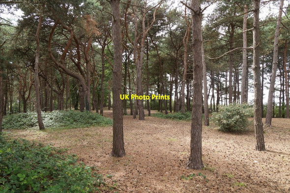 Photo 6"x4" Staple Hill Wood, Chobham Common Burrowhill c2017