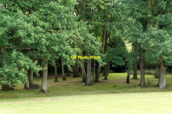 Photo 6"x4" Small wood at Burrowhill, Chobham Brook Place\/SU9561 c2017