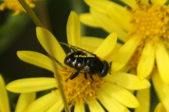 Photo 6"x4" The hoverfly Eristalinus sepulchris, Chobham Common Burrowhill c2017