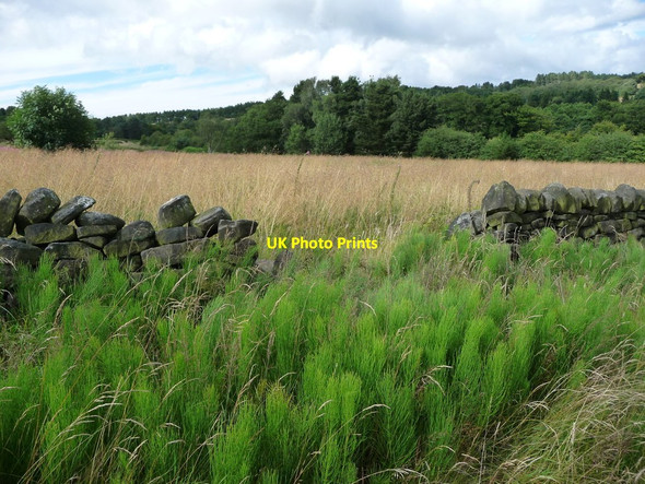 Photo 6"x4" Signs of disuse in Cuckoostone Dale Slack\/SK3362 c2017