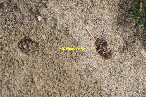 Photo 6"x4" The bee Epeolus cruciger, Chobham Common Burrowhill c2017