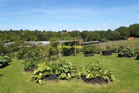 Photo 6"x4" Cottage garden area at Bocketts Farm, Fetcham Leatherhead c2017