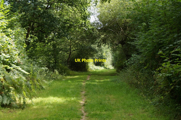 Photo 6"x4" Bridleway along the edge of Epsom Common   Epsom c2017