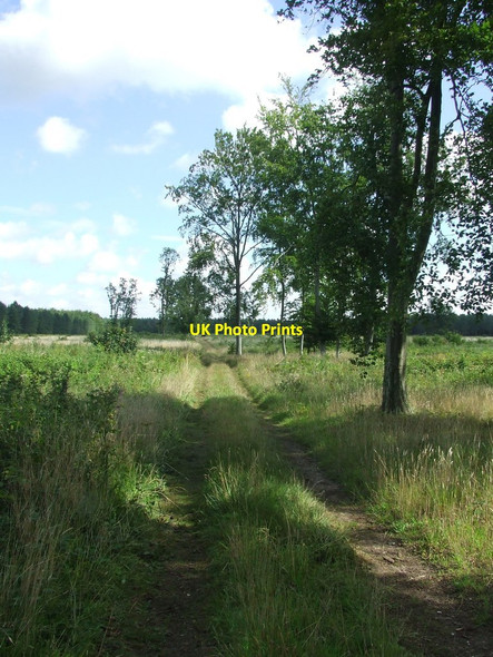 Photo 6"x4" Forest Track (What's Left Of The Forest) Methwold c2017