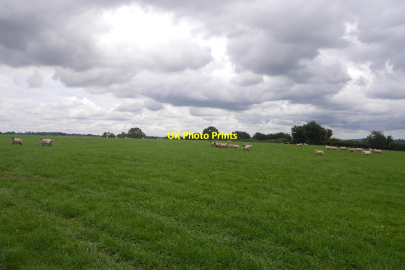 Photo 6"x4" Grazing sheep, Upper Sapey Upper Sapey c2017
