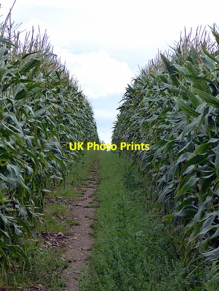 Photo 6"x4" Walking through the corn Torfrey c2017