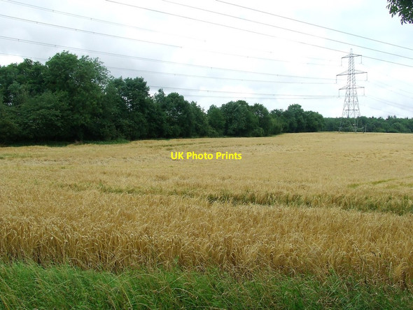 Photo 6"x4" Wheat And Powerlines Little Walden c2017