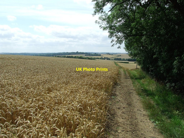 Photo 6"x4" Golden Wheat And A View Saffron Walden c2017