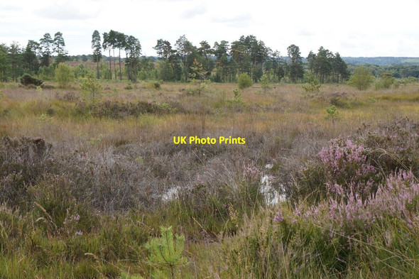 Photo 6"x4" Thursley Common near Pudmore Pond Pot Common\/SU9042 c2017