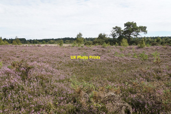 Photo 6"x4" Ockley Common Pot Common\/SU9042 c2017