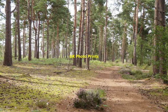 Photo 6"x4" Woodland on the edge of Thursley Common Thursley c2017
