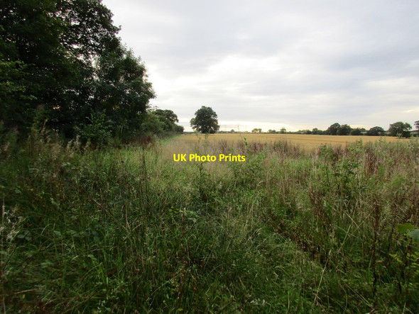 Photo 6"x4" Overgrown field edge near Mather Wood Maplebeck c2017