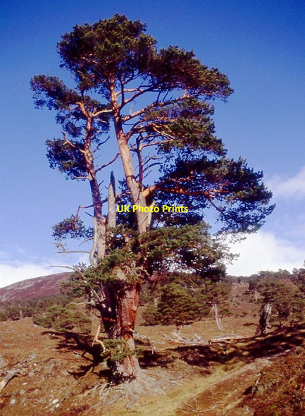 Photo 6"x4" Weather worn Scots pine, somewhere in Glen Feshie Tolvah c1991