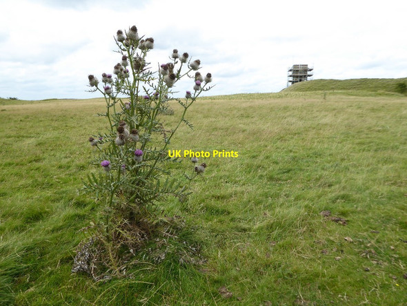 Photo 6"x4" Thistle on Bredon Hill Bredon's Norton c2017