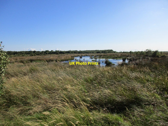Photo 6"x4" Peat bog, Goole Moors Will Pitts c2017