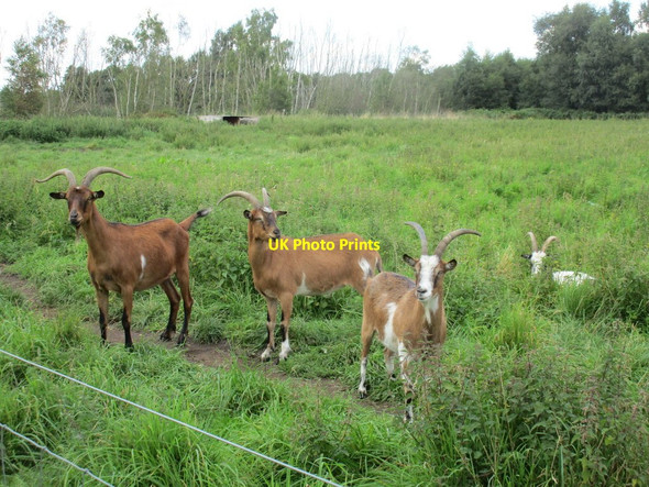 Photo 6"x4" Goats on Crowle Moors Crowle Hill c2017