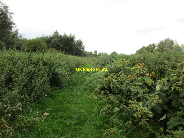 Photo 6"x4" The Peatlands Way on Crowle Moors Crowle Hill c2017