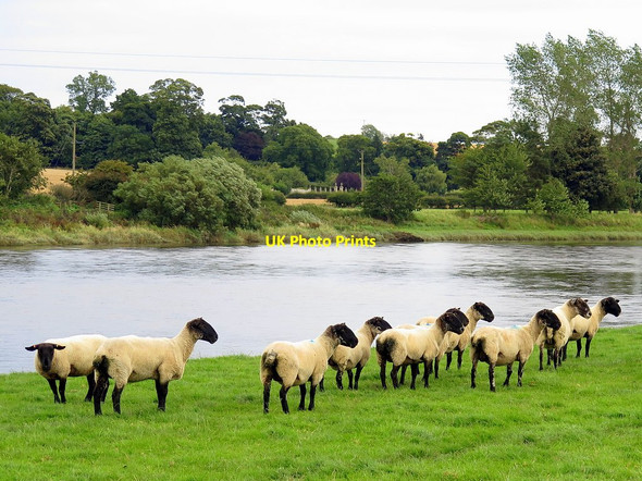 Photo 6"x4" Sheep near River Tweed at Low House Paxton c2017