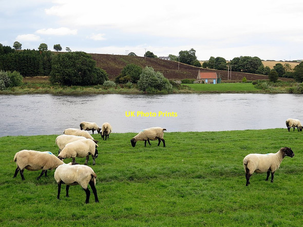 Photo 6"x4" River Tweed south of Paxton Toll House Paxton c2017