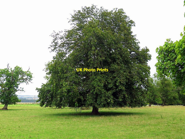 Photo 6"x4" Parkland near Loanend House Loanend\/NT9450 c2017
