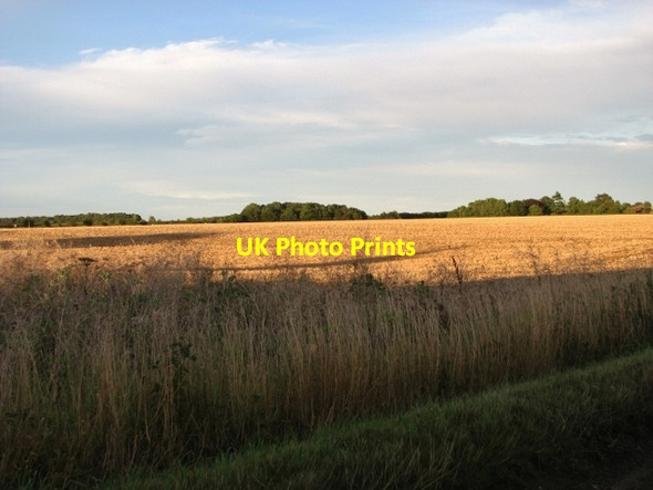 Photo 6"x4" Harvested fields in evening sunshine Rockland St Mary c2017