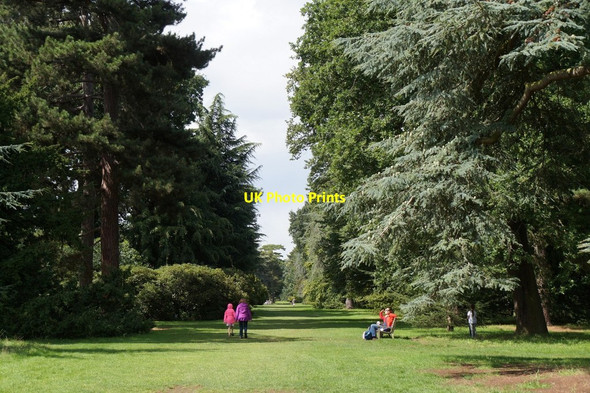 Photo 6"x4" The Cedar Vista, the Royal Botanic Gardens, Kew Brentford c2017