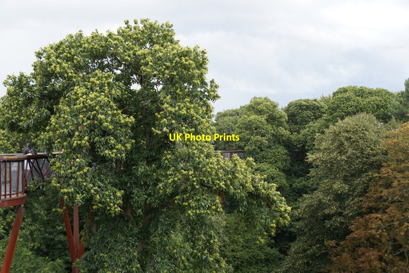 Photo 6"x4" The Treetop Walkway, the Royal Botanic Gardens, Kew Brentford c2017