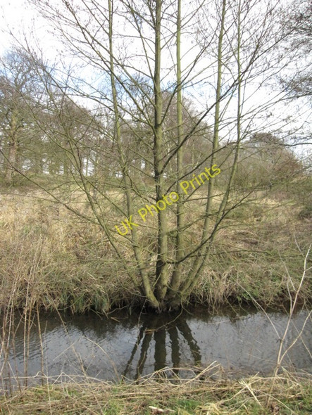 Photo 6"x4" Tree on the bank of the mill stream New Mills\/SJ7781 c2009