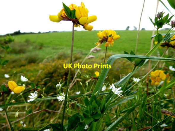 Photo 6"x4" Wild plants, Cormore Garvaghy c2017