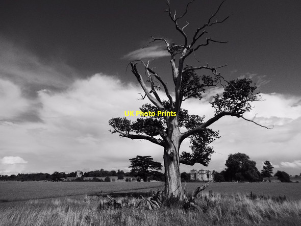 Photo 6"x4" Old oak tree in Croome Park Dunstall Common c2017 P1