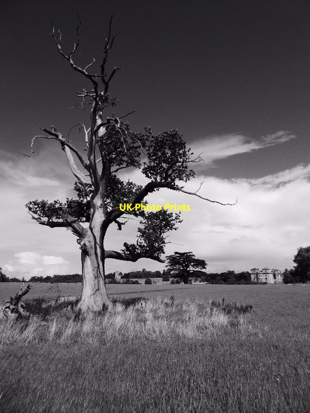 Photo 6"x4" Old oak tree in Croome Park Dunstall Common c2017 P2