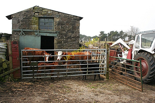 Photo 6"x4" Byre at Hirst Hirst\/NS8663 c2009