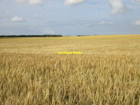 Photo 6"x4" Uncut barley Hedon c2017
