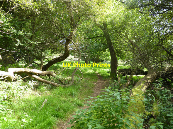 Photo 6"x4" Path towards Alverstone Sandown c2017