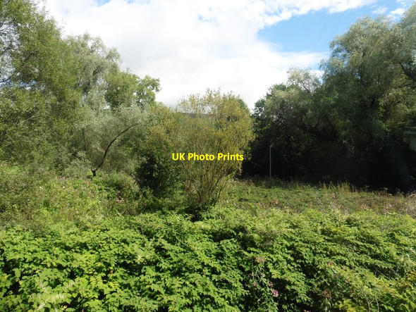 Photo 6"x4" Japanese Knotweed, Fernhill Mountain Ash\/Aberpennar c2017